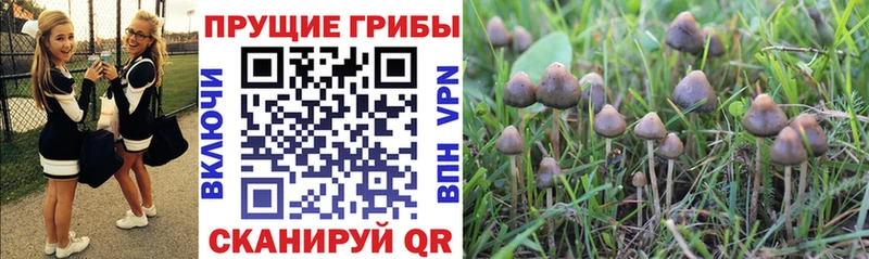 Галлюциногенные грибы GOLDEN TEACHER  hydra сайт  Семилуки 